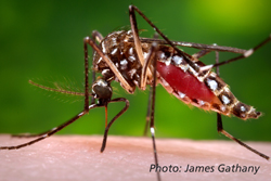 Photograph of a mosquito biting a person's skin.